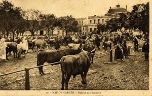 ALGER -  MAISON CARREE MARCHE AUX BESTIAUX